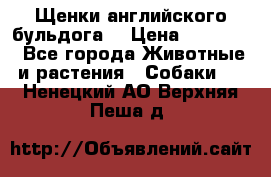 Щенки английского бульдога  › Цена ­ 60 000 - Все города Животные и растения » Собаки   . Ненецкий АО,Верхняя Пеша д.